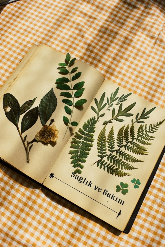 Pressed fern leaves and flowers between the pages of an old book